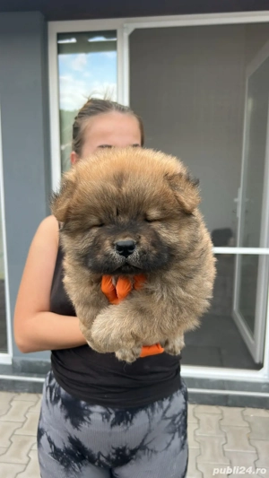 Catei chow chow rasa pura