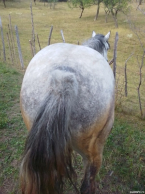 Cal de vânzare  - imagine 2 Cal de vânzare  - imagine 2