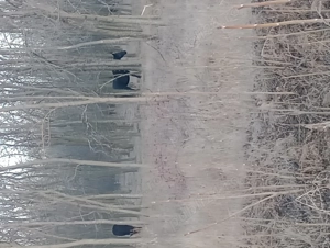 Teren extravilan agricol... pădure