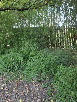 Bambusi de vanzare - imagine 2