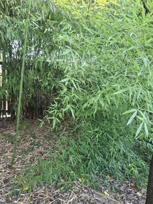 Bambusi de vanzare - imagine 4