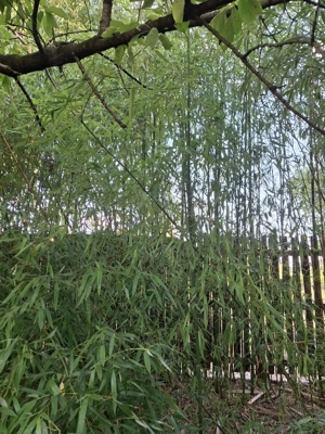Bambusi de vanzare - imagine 5