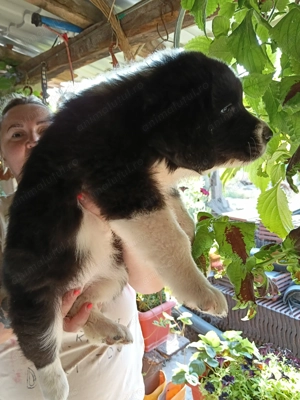 Ciobanesti de Bucovina