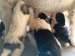 Ciobanesti de Bucovina - imagine 2