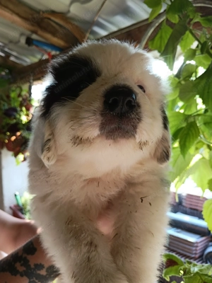 Ciobanesc de bucovina