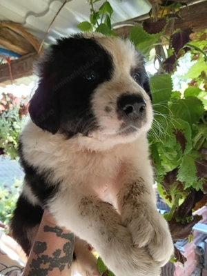 Ciobanesti de Bucovina - imagine 4