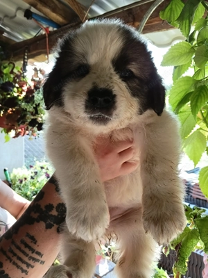 Ciobanesti de Bucovina - imagine 5