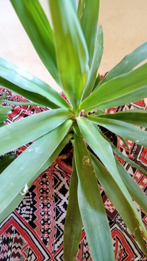 YUKKA planta decorativa