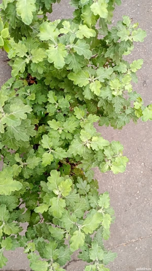 crizanteme de toamna