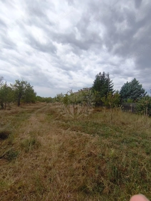 TEREN PAULESTI//17211 MP// INTRAVILAN