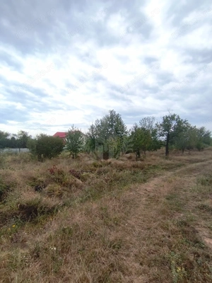 TEREN PAULESTI//17211 MP// INTRAVILAN - imagine 6