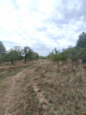 TEREN PAULESTI//17211 MP// INTRAVILAN - imagine 2