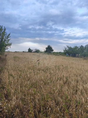 TEREN PAULESTI//10.000 MP - imagine 9