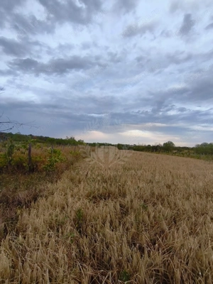 TEREN PAULESTI//10.000 MP - imagine 11