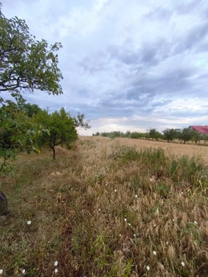 TEREN PAULESTI//10.000 MP - imagine 4