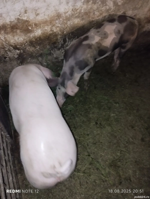 Vand soldani - imagine 3 Vand soldani - imagine 3