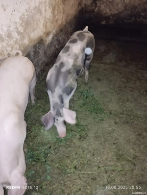 Vand soldani - imagine 4 Vand soldani - imagine 4