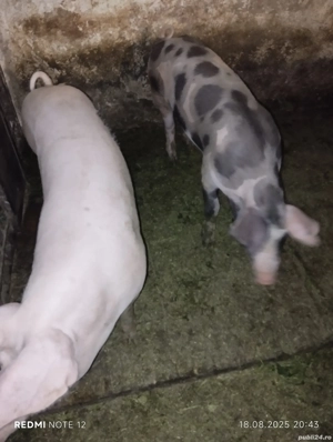 Vand soldani - imagine 5 Vand soldani - imagine 5