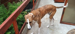 Adopție câine , femela ogar și pui metis ogar  - imagine 2