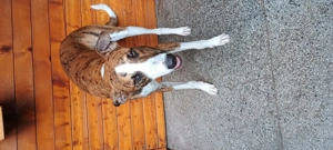 Adopție câine , femela ogar și pui metis ogar  - imagine 4