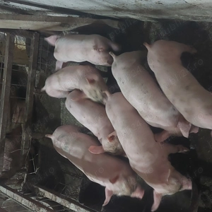 Grasuni purcei porci scroafe , rotisor 