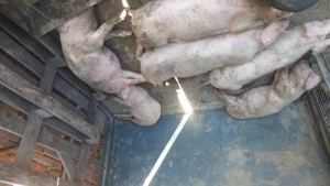 Grasuni purcei porci scroafe , rotisor  - imagine 2