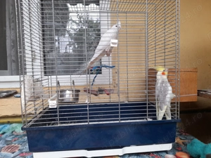 Vând pereche Papagali Nimfă 