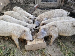 Purcei de mangalița rasă pură  - imagine 2