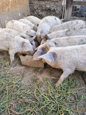 Purcei de mangalița rasă pură  - imagine 3