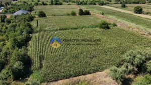 Teren intravilan 3866 mp Dumbrava Rosie  - imagine 7