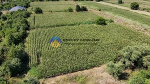 Teren intravilan 3866 mp Dumbrava Rosie  - imagine 10