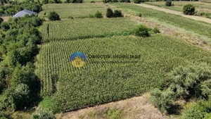 Teren intravilan 3866 mp Dumbrava Rosie  - imagine 9