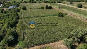 Teren intravilan 3866 mp Dumbrava Rosie  - imagine 8