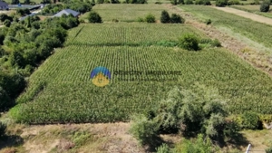 Teren intravilan 3866 mp Dumbrava Rosie  - imagine 2