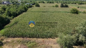 Teren intravilan 3866 mp Dumbrava Rosie  - imagine 4