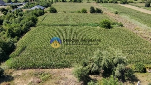 Teren intravilan 3866 mp Dumbrava Rosie  - imagine 3