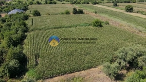 Teren intravilan 3866 mp Dumbrava Rosie  - imagine 6