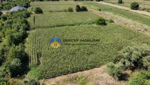 Teren intravilan 3866 mp Dumbrava Rosie  - imagine 12