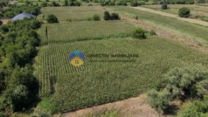 Teren intravilan 3866 mp Dumbrava Rosie  - imagine 11