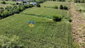 Teren intravilan 3866 mp Dumbrava Rosie