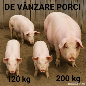 Vand porci 120-200kg