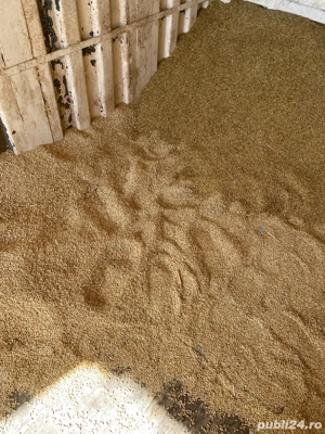 Vând orz, productie 2025