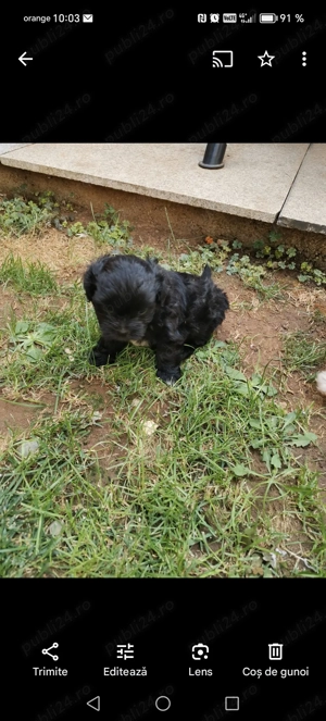 Bichon havanez catel