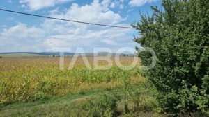Oportunitate investitie 28000 mp in Sura Mica judetul Sibiu - imagine 2