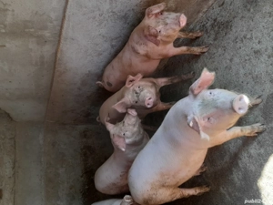 De Vînzare - imagine 2 De Vînzare - imagine 2