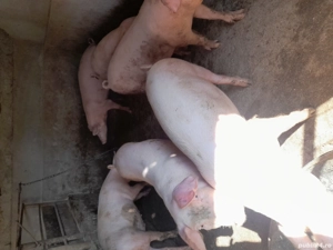 De Vînzare - imagine 4 De Vînzare - imagine 4