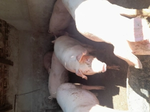 De Vînzare - imagine 3 De Vînzare - imagine 3