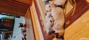 pisici pui  - imagine 3