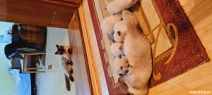 pisici pui  - imagine 5