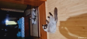 pisici pui  - imagine 2